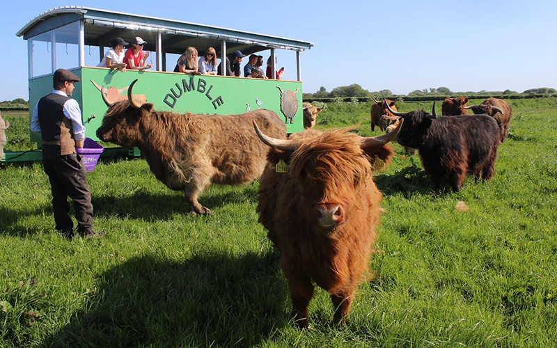 Sponsor A Highland Cow, Dumble Farm